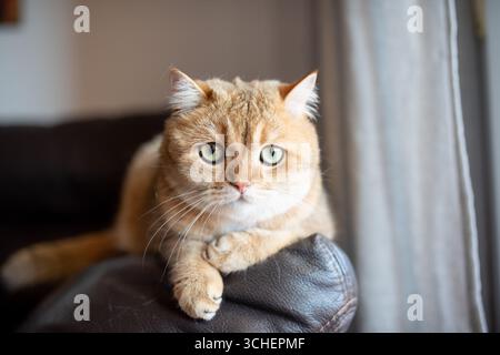 Chat domestique à fourrure dorée repose sur un canapé en cuir, affichant une expression calme et des yeux verts, entouré d'une atmosphère intérieure chaleureuse et accueillante Banque D'Images