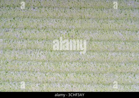 Les éponges de nettoyage ménager se rapprochent. Texture de détail d'éponge, texture d'éponge gros plan. Texture éponge verte de cellulose. Treillis métallique sur éponge su Banque D'Images