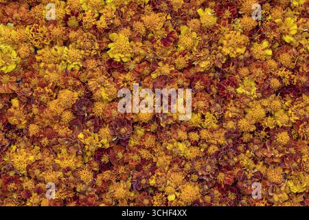 Fond de chrysanthèmes de fleurs d'automne. Tapis lumineux et coloré de fleurs chrysanthèmes dans le parc, Ukraine. Fleur jaune texture abstraite an Banque D'Images