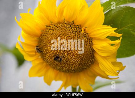Tournesol jaune vif avec bourdon Banque D'Images