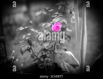 Fleur de rose rose rose en couleur sélective avec fond noir et blanc, art floral romantique, amour, beauté, photographie de la nature Banque D'Images