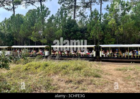 Ile Oléron, France. 30 août 2025. Sur la côte atlantique française, l'île d'Oléron en Charentes Maritimes, région Nouvelle Aquitaine. Le petit train de Saint-Trojan est l'une des attractions touristiques de l'île. Il transporte 75 000 touristes par an autour d'une partie de l'île, mais son itinéraire est menacé par l'érosion côtière à la pointe sud de l'île d'Oléron en direction de la plage de Gatseau. 30 août 2025, ouest de la France. Photo de Nicolas Roses/ABACAPRESS.COM crédit : Abaca Press/Alamy Live News Banque D'Images