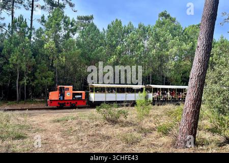 Ile Oléron, France. 30 août 2025. Sur la côte atlantique française, l'île d'Oléron en Charentes Maritimes, région Nouvelle Aquitaine. Le petit train de Saint-Trojan est l'une des attractions touristiques de l'île. Il transporte 75 000 touristes par an autour d'une partie de l'île, mais son itinéraire est menacé par l'érosion côtière à la pointe sud de l'île d'Oléron en direction de la plage de Gatseau. 30 août 2025, ouest de la France. Photo de Nicolas Roses/ABACAPRESS.COM crédit : Abaca Press/Alamy Live News Banque D'Images