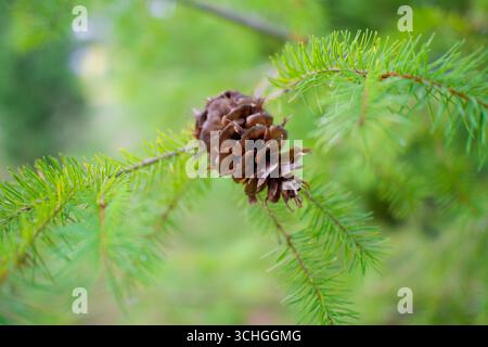 Gros plan d'un cône de sapin de Douglas (Pseudotsuga menziesii, Douglasie) accroché à une branche, montrant des détails naturels. Banque D'Images