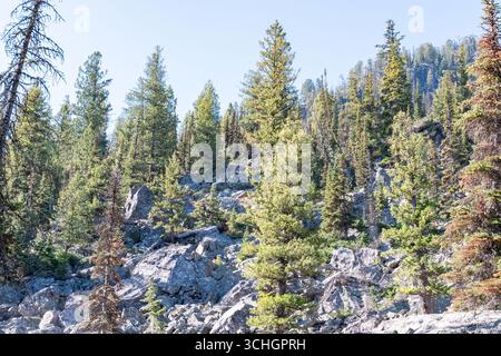 Les pins sont dispersés sur une colline rocheuse dans le parc national de Grand Teton, Wyoming. Banque D'Images