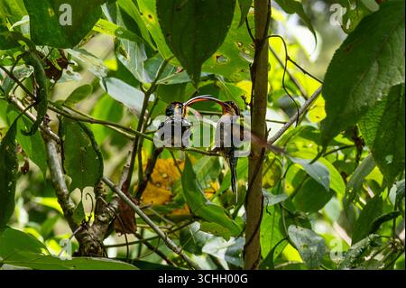 Perez ZELEDÓN, PROVINCE de SAN JOSÉ, COSTA RICA : une femelle Ermite vert colibri (Phaethornis Guy) nourrit son poussin dans la réserve naturelle de Cloudbridge. Banque D'Images