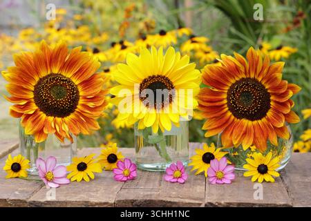 Tournesols. Arrangement floral de tournesol avec trois fleurs dans des bocaux en verre décorées de cosmos roses et de fleurs de rudbeckia jaunes dans un jardin d'été. Banque D'Images