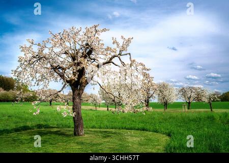 Printemps pittoresque avec un cerisier à fleurs blanches Banque D'Images