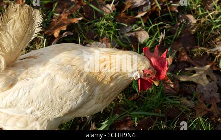 La tête du poulet blanc s'inclinait légèrement vers le bas Banque D'Images
