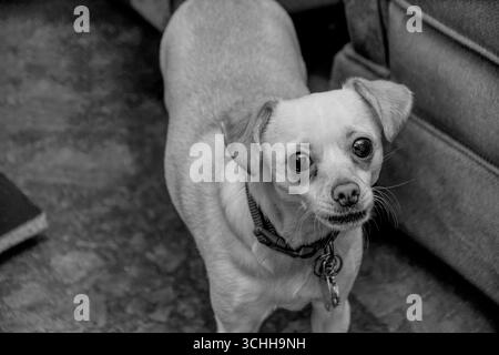 Photo en noir et blanc d'un Chiweenie Pomeranian Mix regardant la caméra Banque D'Images