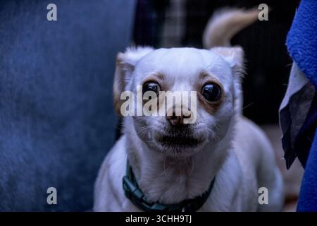 Chiweenie Pomeranian Mix race regardant la caméra avec une expression de préoccupation Banque D'Images