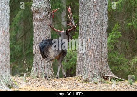 Damhirsch zu spät verfegt, Brunftzeit Damhirsch, frisch verfegt, Herbst Damwild zur Brunftzeit, noch blutiges Geweih *** cerf en jachère balayé trop tard, R Banque D'Images