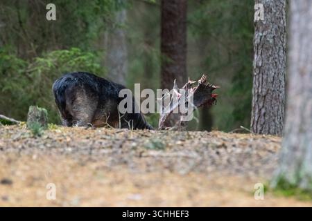 Damhirsch zu spät verfegt, Brunftzeit Damhirsch, frisch verfegt, Herbst Damwild zur Brunftzeit, noch blutiges Geweih *** cerf en jachère balayé trop tard, R Banque D'Images