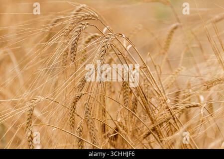 La variété d'orge de printemps 'Geraldine' attend d'être récoltée à Garretstown, West Cork, Irlande. Banque D'Images