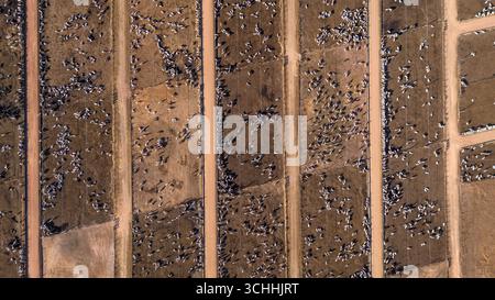 Vue aérienne de milliers de bovins qui paissent à la ferme en confinement intensif système de parcs d'engraissement pour la production de viande en Amazonie, Mato Grosso. Banque D'Images