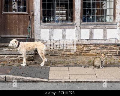 Un chat tabby et un chien lurcher tournent fermement le dos l'un à l'autre, prétendant que l'autre n'est pas là (Presteigne, Powys, UK) Banque D'Images