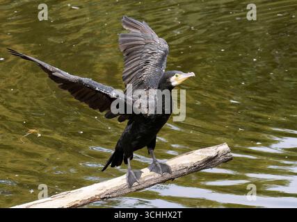 Grand cormorant, grand cormorant noir, grand cormorant, Kormoran, Phalacrocorax carbo, nagy kárókatona Banque D'Images
