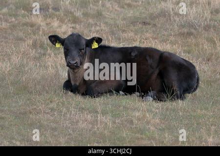 Un veau Aberdeen Angus noir couché dans un champ herbeux, face à la caméra Banque D'Images