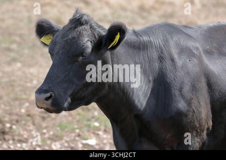 Gros plan de la tête d’une vache noire Aberdeen Angus, tournée vers la gauche et debout dans un champ herbeux Banque D'Images