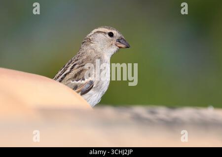 Maison Sparrow, passer domesticus, femelle adulte sur toit carrelé près de Too nid site Mallorca, Espagne Banque D'Images
