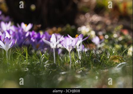 Trois crocus violets dans des nuances variées dans la lumière chaude du soir, contre une mer floue de fleurs. Banque D'Images
