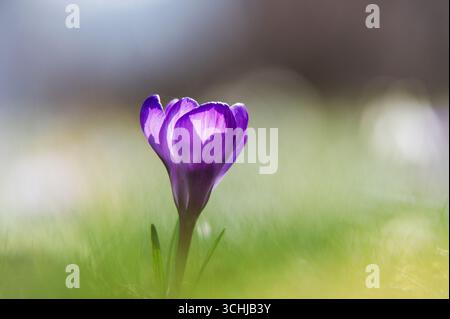 Crocus violets émergeant d'une rosée matinale scintillante, sur fond bokeh doux. Banque D'Images