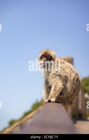 Portrait vertical du macaque barbaresque pendant le jour ensoleillé à Gibraltar. Furry Barbary APE dehors. Faible profondeur du champ animal menacé d'extinction. Banque D'Images