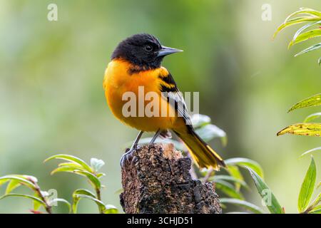 Mâle Baltimore Oriole (icterus galbula) perché sur accroc au Costa Rica Banque D'Images