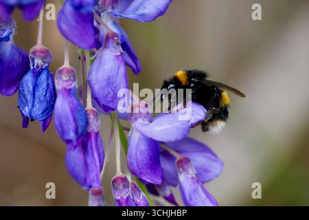 Bumblebee à queue blanche (groupe Bombus lucorum) se nourrissant de fleurs violettes de Wisteria (Wisteria sinensis) en fleurs. Banque D'Images