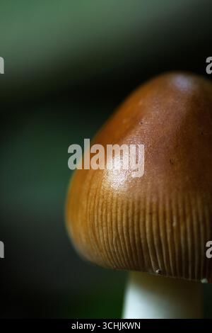 Gros plan macro d'un champignon Amanita fulva dans la forêt Banque D'Images