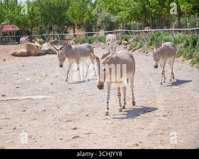 Les ânes fatigués marchent sous la lumière chaude du soleil. Banque D'Images