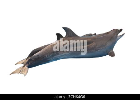 Un dauphin isolé sur fond blanc et ont des sentiers de détourage, capturant la beauté de la vie océanique et les merveilles de la nature dans un cadre serein. Banque D'Images