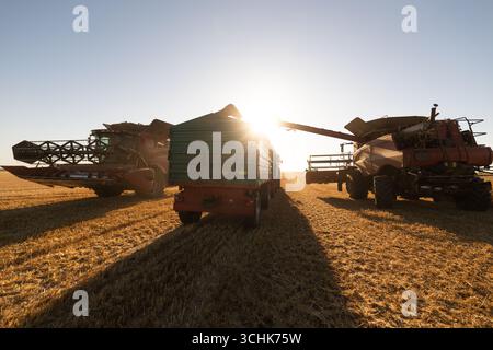 récolteuse transportant du blé sur des remorques. moissonneuse moderne chargeant le blé sur des remorques de tracteur. Banque D'Images