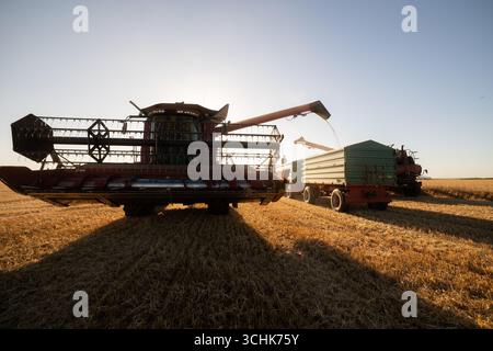 récolteuse transportant du blé sur des remorques. moissonneuse moderne chargeant le blé sur des remorques de tracteur. Banque D'Images