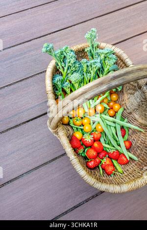 Issaquah, Washington, États-Unis. Panier en osier plein de produits fraîchement récoltés à l'extérieur sur une terrasse, plein de fraises, haricots verts, tomates Sungold et Banque D'Images