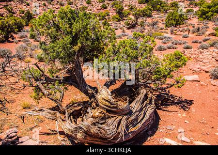 Un vieil arbre genévrier altéré près de Grand View Trail dans le parc national de Canyonlands. Banque D'Images