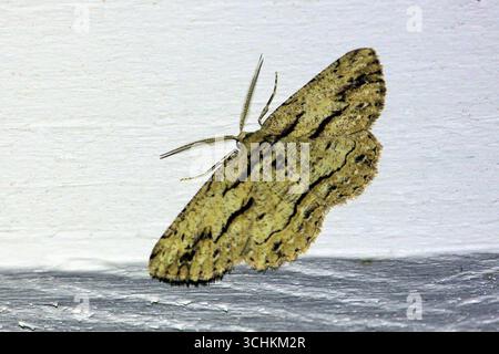 Engrailed Moth (Ectropis) la nuit, Australie méridionale Banque D'Images