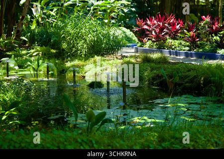 Les fontaines à faible bulle ondulent à travers un étang peu profond dans le jardin aquatique de Yeomiji, entouré de nénuphars, de feuillage lumineux et de bordures bleues surélevées Banque D'Images