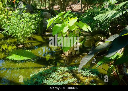 Vue sur un étang vert montre taro et autres plantations aquatiques à côté de pierres arrondies dans le jardin aquatique de Yeomiji, avec feuillage tropical en couches Banque D'Images
