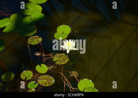 Un seul nénuphar pâle fleurit parmi les nappes flottantes dans un étang calme au jardin botanique de Yeomiji, avec des ombres structurelles réfléchies par le toit de verre Banque D'Images