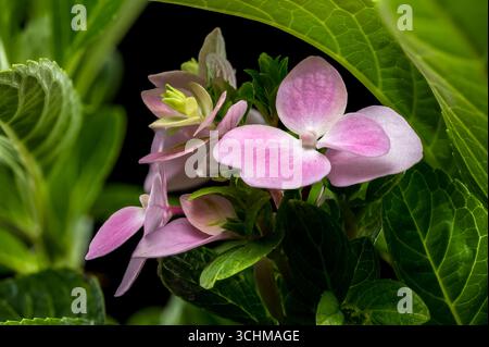 Gros plan de délicates fleurs d'hortensia roses avec des feuilles vertes, sur un fond sombre et contrasté. Parfait pour la nature, floral et gard Banque D'Images