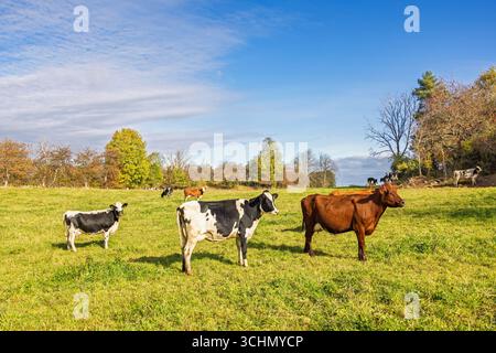 Bocons dans un pâturage d'herbe à l'automne Banque D'Images