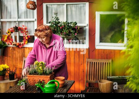 Femme âgée joyeuse travaillant sur l'arrangement floral avec des fleurs de bruyère, euonymus et pensées. Plantation et jardinage de la saison d'automne Banque D'Images
