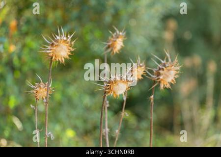 Gros plan de fleurs de chardon séchées présentant des détails et des textures complexes sur un fond vert flou Banque D'Images