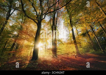 Soleil d'automne avec des faisceaux lumineux qui brillent à travers les arbres majestueux dans la forêt colorée. Paysage grand angle rétroéclairé avec couleurs d'automne éclatantes, sunlig Banque D'Images