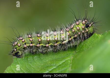 Emperor Moth caterpillar (Saturnia pavonia) se nourrissant de feuilles. Tipperary, Irlande Banque D'Images