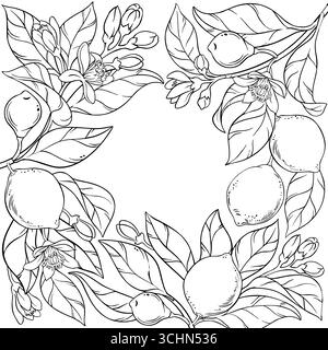 Branche de citron vert avec cadre de contour de fruits. Illustration de Vecteur
