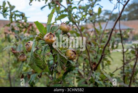 Le fruit d'un Medlar (Nottingham), un petit fruit portant un arbre à feuilles caduques. Banque D'Images