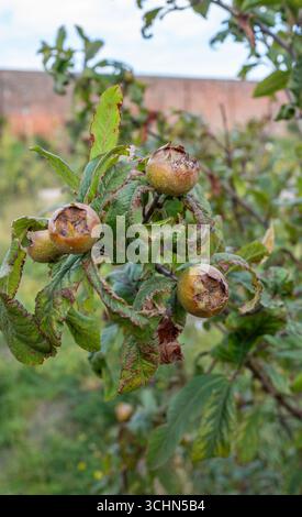 Le fruit d'un Medlar (Nottingham), un petit fruit portant un arbre à feuilles caduques. Banque D'Images