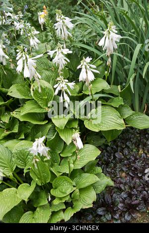 Hosta Royal Standard (Plantain Lily) Banque D'Images